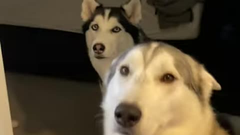 Husky dog tried to blame other dog for its mistake