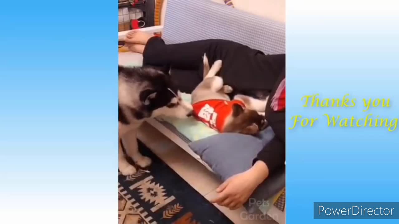 Funny and cute cat and dog's life😸🐕 dongs and owners and the best friend videos