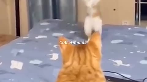 Funniest animals video😁 🤣