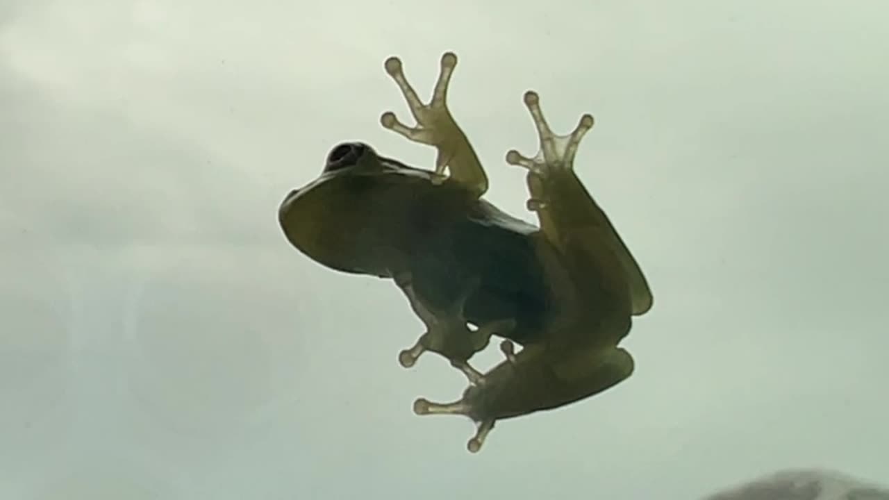 Frog Home Invasion