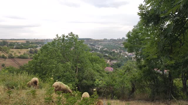 Rural landscape