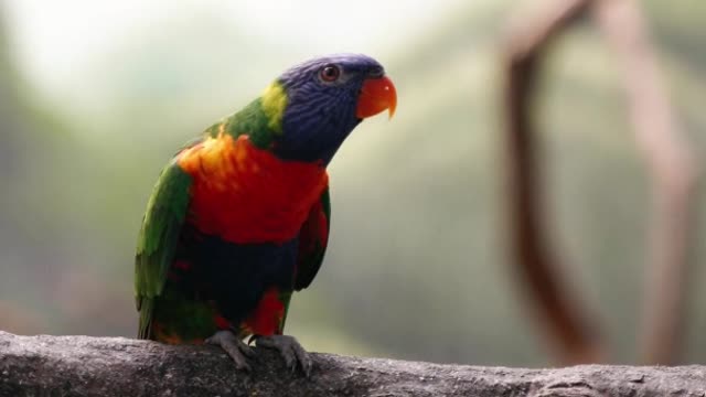 Parrots perched on tree branch