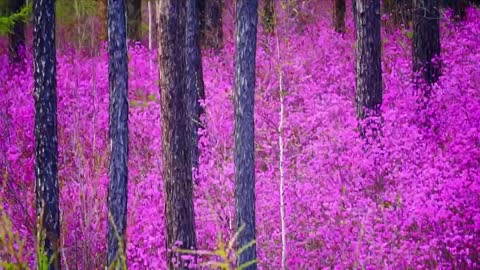 The beauty of rape flowers