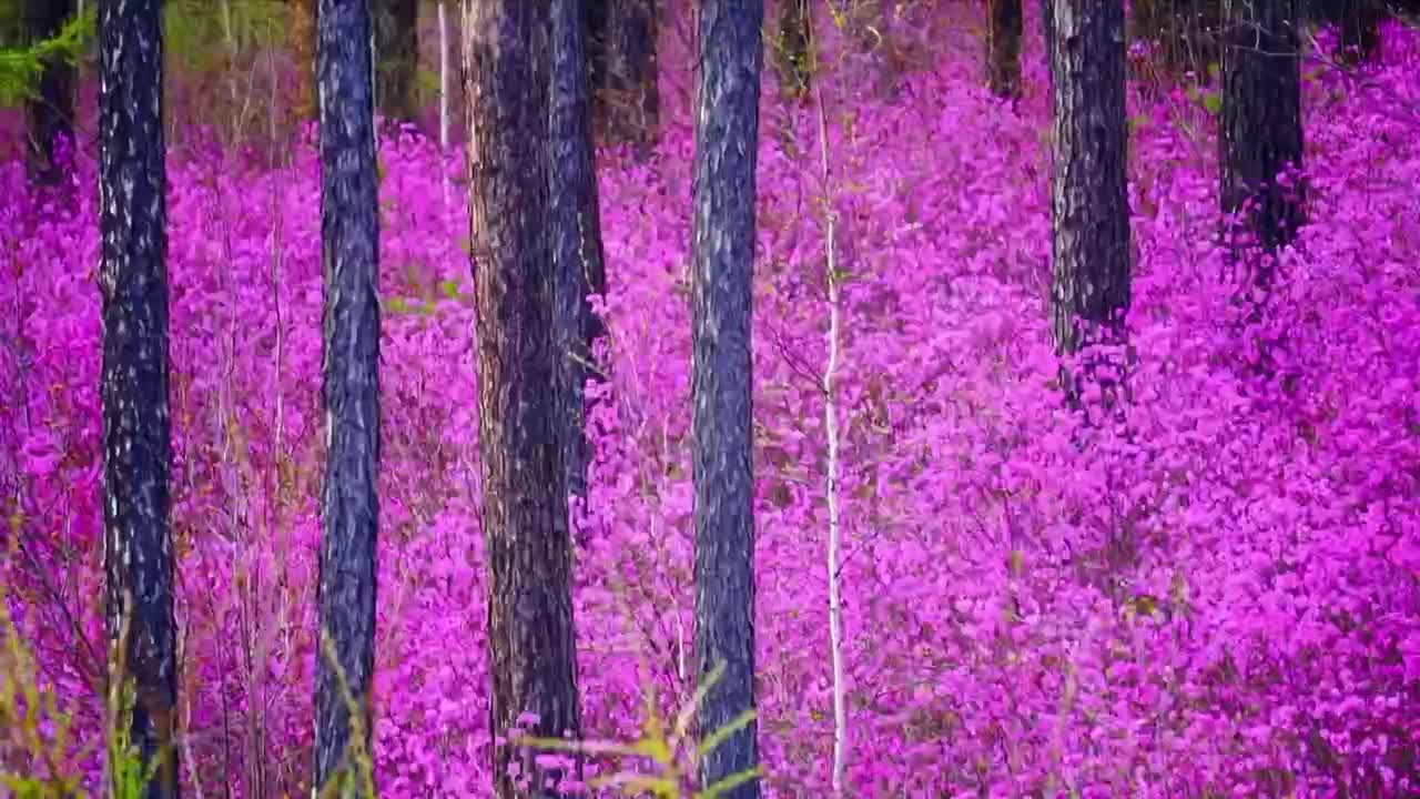 The beauty of rape flowers