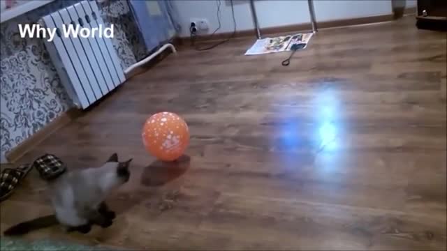 Cute cats playing with balloons