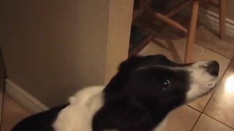 Border Collie Learns To Say "Hello"! Wholesome Video