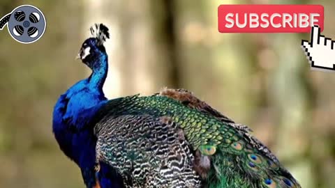 Beautiful_Peacock_||__Pet's_||_CopyRight_FREE(420p).mp4