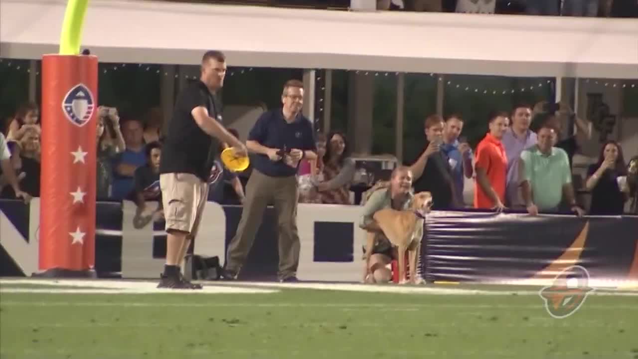 Recording breaking dog