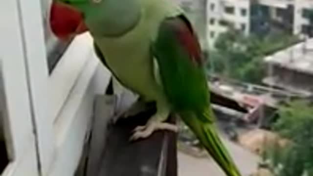 Friendly Talking Parrot Calling Mummy in Corona Lockdown