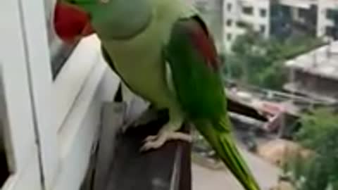 Friendly Talking Parrot Calling Mummy in Corona Lockdown