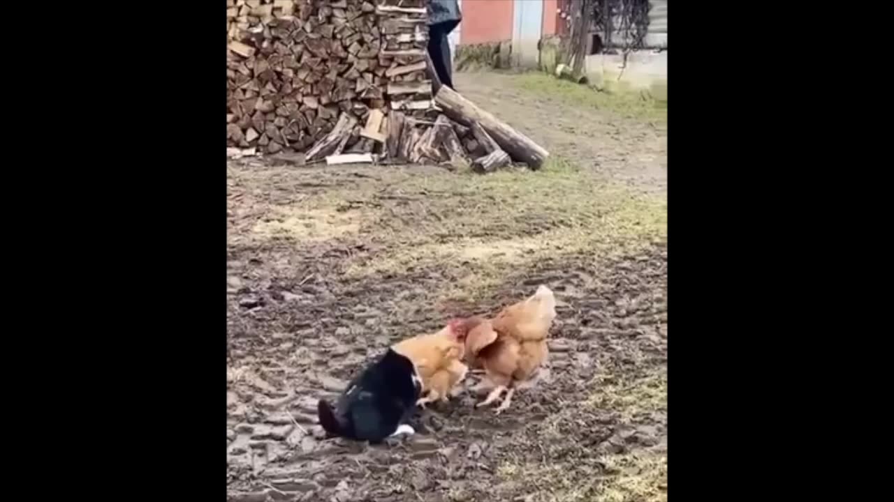 Chickens Are Not Chicken!