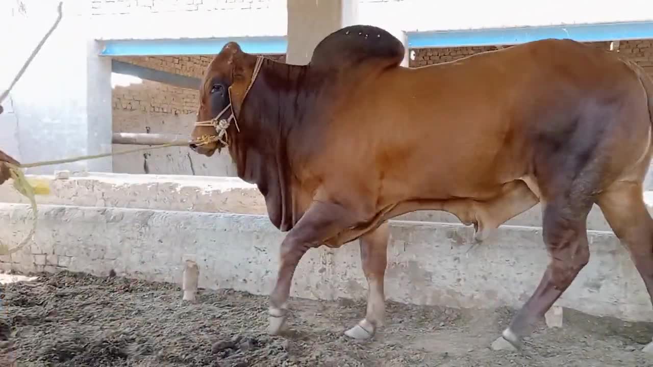 Biggest bull of the world,indo Brazilian bull, barhman bull,bucks ,huge bull farming,