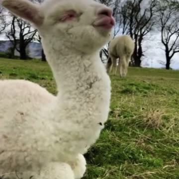 Alpacas kissing😂