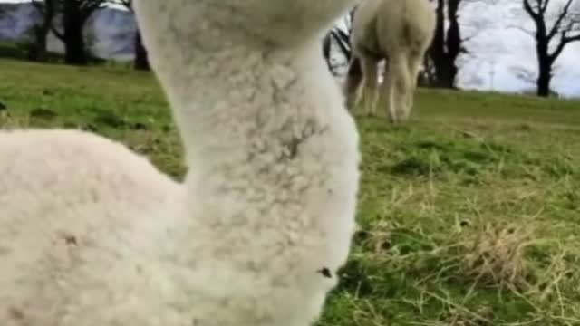 Alpacas kissing😂