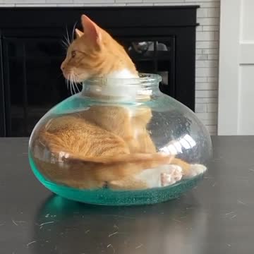 Episode #76 Cat In Bowl Viral Video