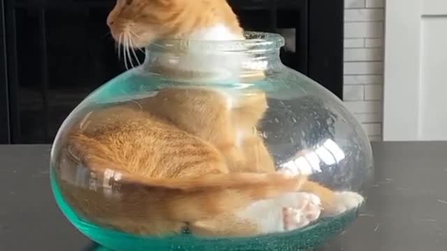 Episode #76 Cat In Bowl Viral Video