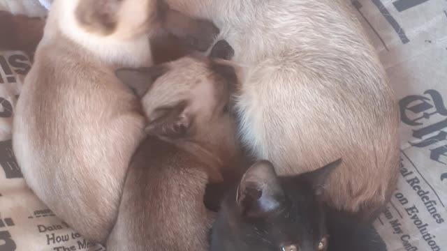 my beautiful loves