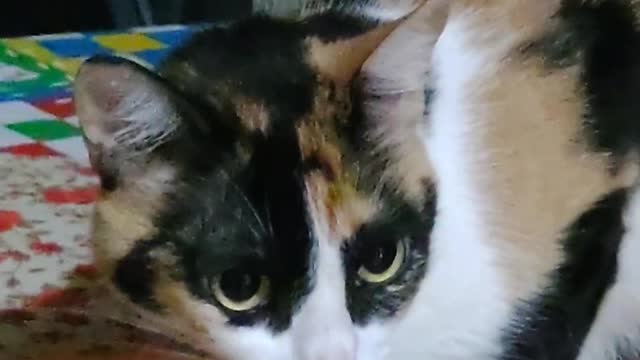 Dog and cat a lot of love