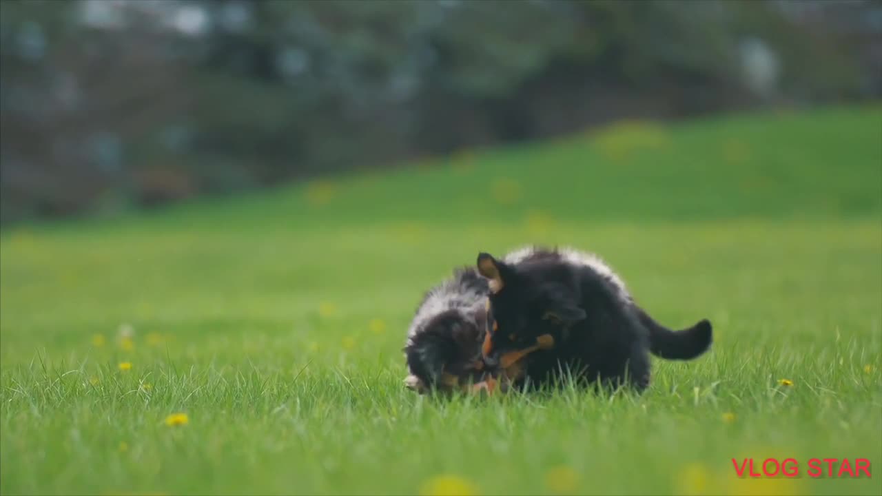 Cutie dog playing love game!