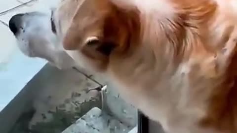 The Dog Shivered At The Sight Of The Cat #shorts #shortvideo #video #virals #videoviral