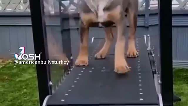 Dog exercise machine