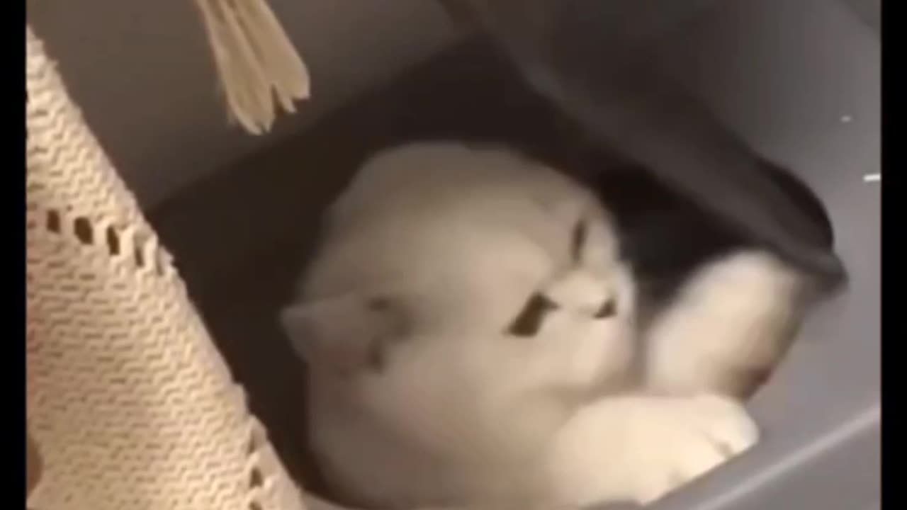 FUNNY CAT VIDEO