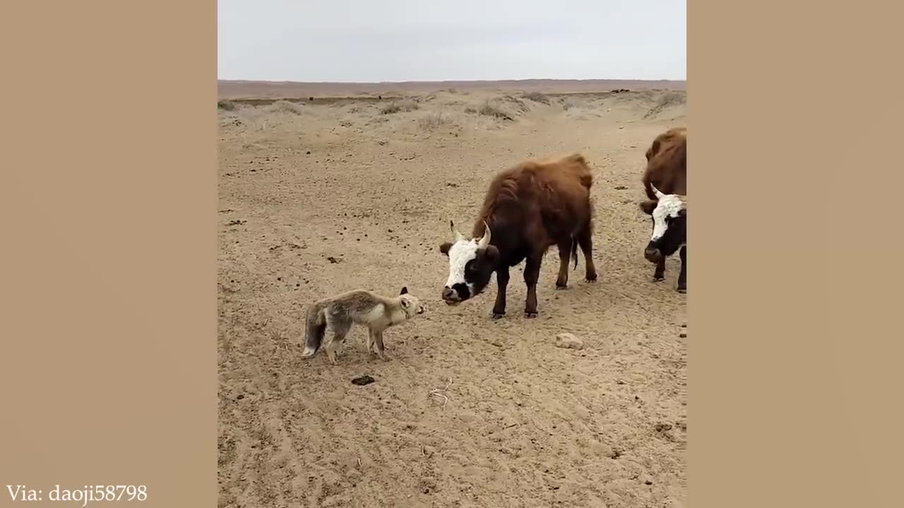 Size doesn't matter, buddy! 😂New Funny Animals