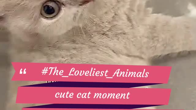 #The_Loveliest_Animals cute cat , cute cat moment,beautiful cat,cat playing, #shorts