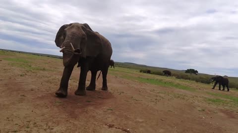 The big elephant