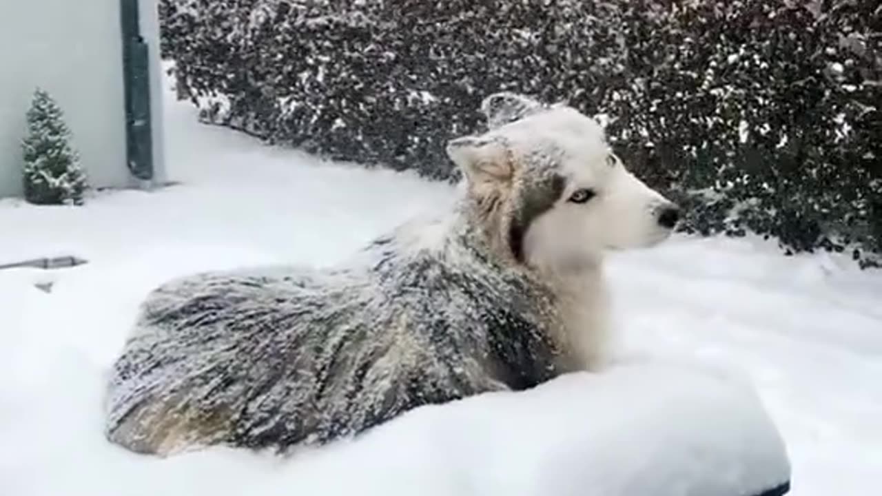 I love the Snow!