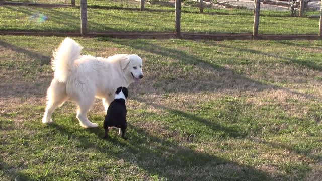 Boston terrier vs. Great Pyrenees