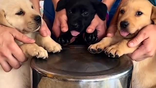 Puppies make everything better🐶🥁