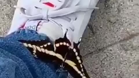 Butterfly fail