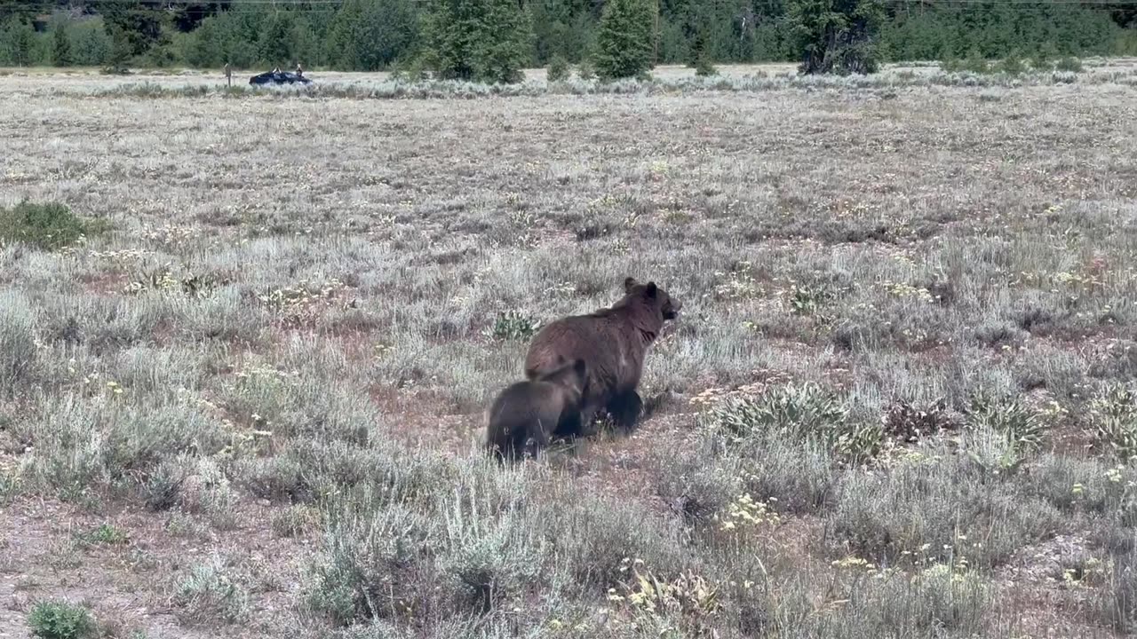 Even Grizzlies Look Both Ways Before Crossing the Street