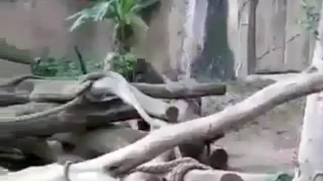 GORILLA GETS HIS ASS KICKED!!!