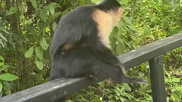 Scratching Monkey