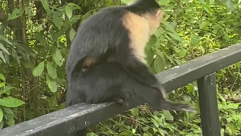 Scratching Monkey