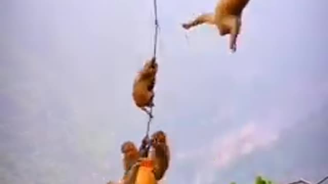 Monky funny video