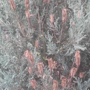 Aquilegia has dried up