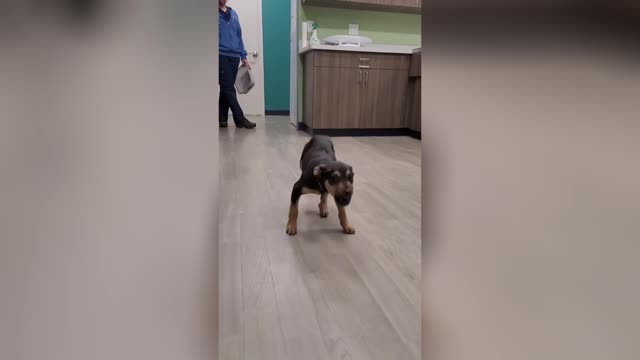 He really did the 🦗🦟#happydog #puppy #dog #funnyvideo #animals #foryou #foryoupage #fypシ #dogsoftiktok #viral #fypage