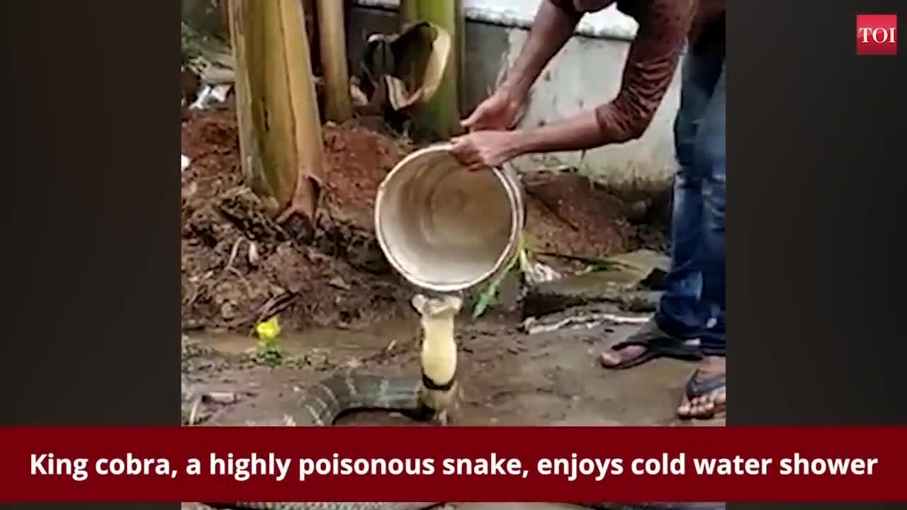 King cobra enjoys cold water shower