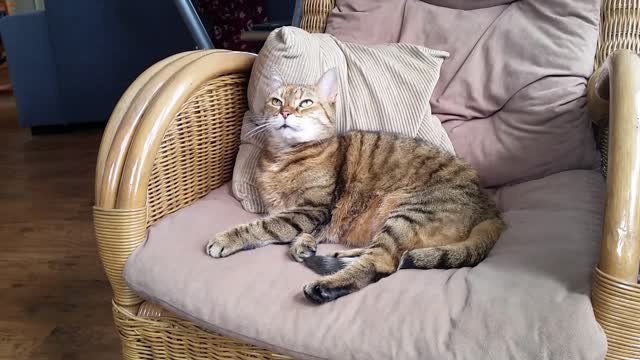 Blond Cat relaxing on the chair .