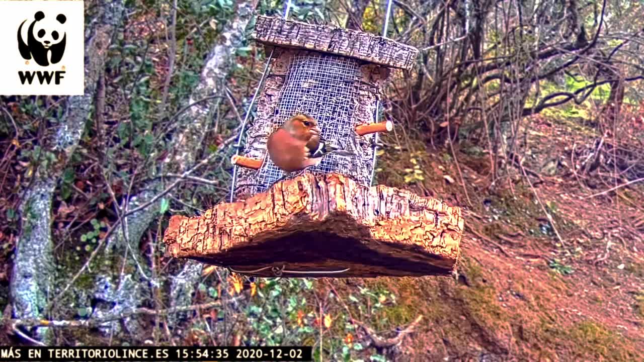 beautiful sometimes territorial