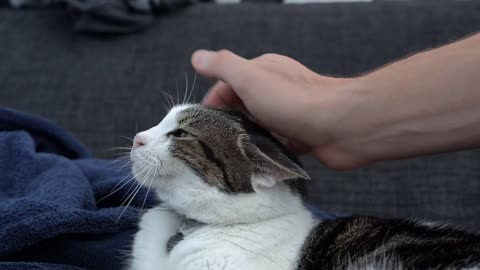 cat massage