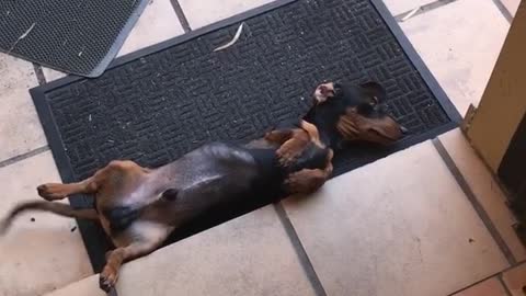 View of torn up paper and mess while a dachshund lies on his back next to it