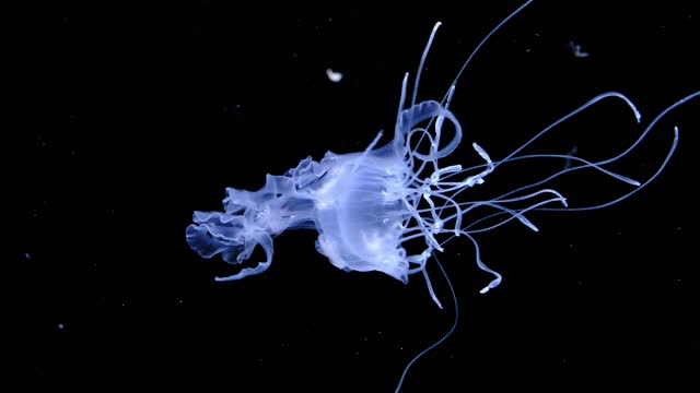 Jelly .. Jelly .. jellyfish