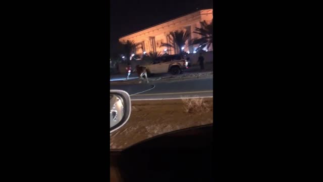 Bull Disrupts Traffic In Dubai