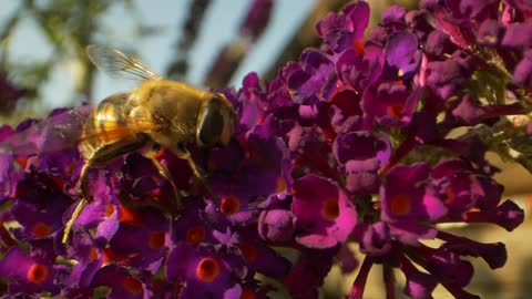 Bumblebee on a purple flower