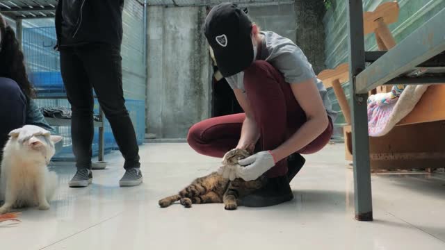 Close-up of woman petting caged stray cat in pet shelter