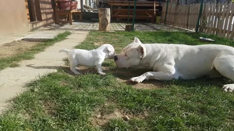 Dogo Argentino super bravo